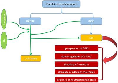 Current Status of Septic Cardiomyopathy: Basic Science and Clinical Progress